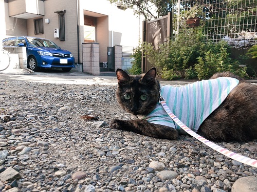 f:id:choco116choco:20210806074602j:plain