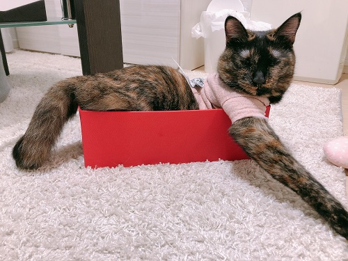f:id:choco116choco:20210809070354j:plain