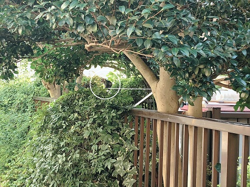 f:id:choco116choco:20210820074847j:plain