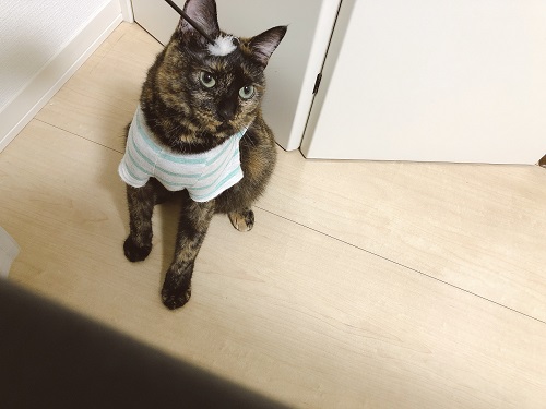 f:id:choco116choco:20210823070149j:plain