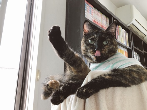 f:id:choco116choco:20210825072125j:plain