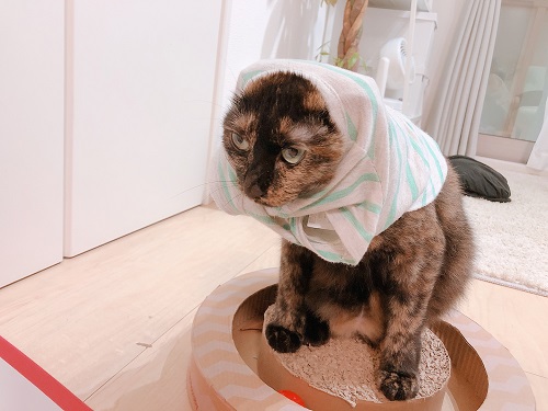f:id:choco116choco:20210825073305j:plain
