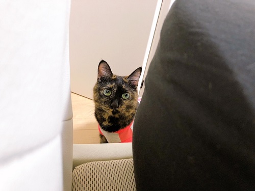 f:id:choco116choco:20210901072108j:plain