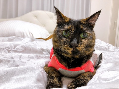 f:id:choco116choco:20210901072146j:plain