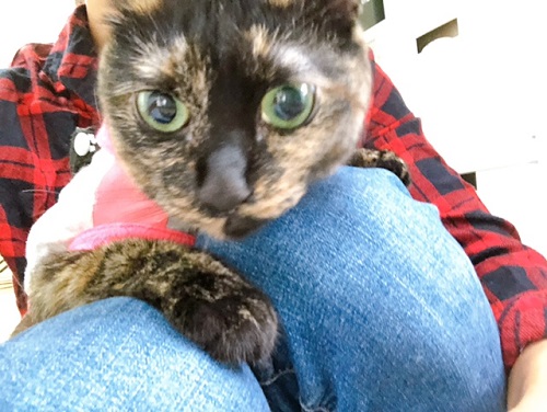 f:id:choco116choco:20210901072352j:plain