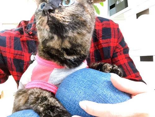 f:id:choco116choco:20210901072519j:plain