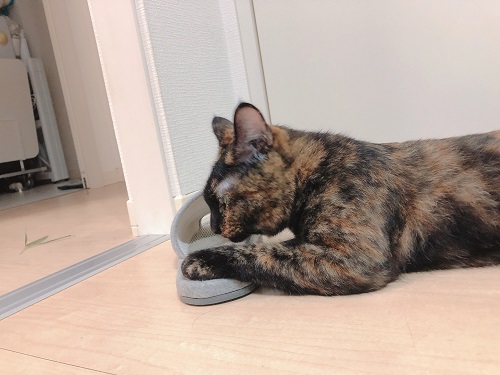 f:id:choco116choco:20210901072819j:plain