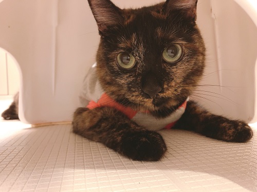 f:id:choco116choco:20210906065724j:plain