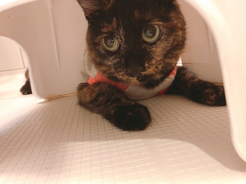 f:id:choco116choco:20210906065907j:plain