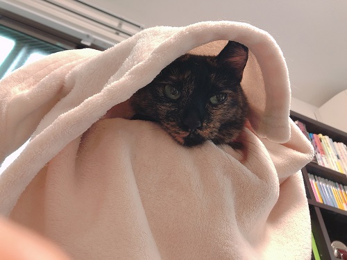 f:id:choco116choco:20210906070152j:plain