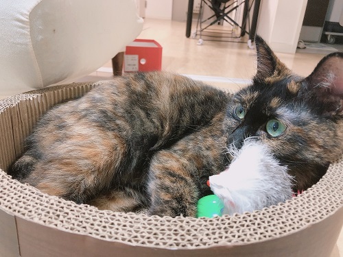 f:id:choco116choco:20210906070641j:plain