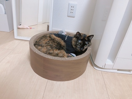 f:id:choco116choco:20210906070704j:plain