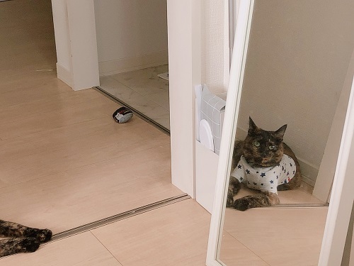 f:id:choco116choco:20210910074910j:plain