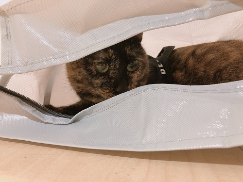 f:id:choco116choco:20210910075655j:plain