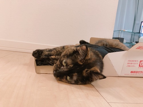 f:id:choco116choco:20210910075931j:plain