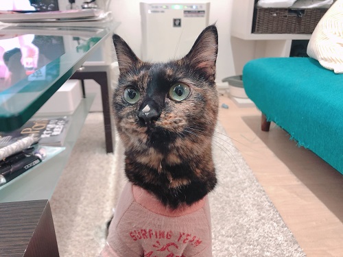 f:id:choco116choco:20210910080858j:plain