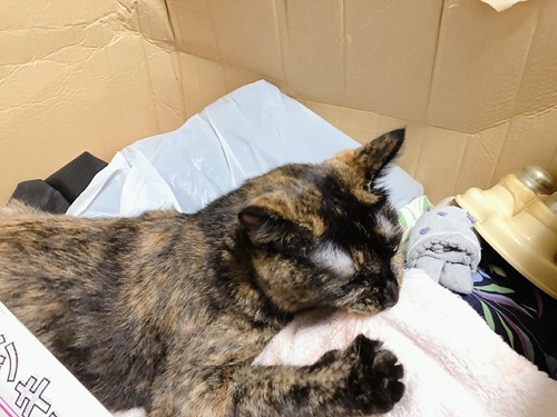 f:id:choco116choco:20210913074100j:plain