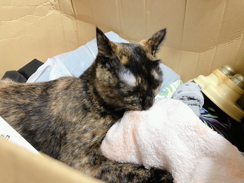 f:id:choco116choco:20210913074233j:plain