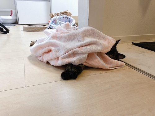 f:id:choco116choco:20210913074723j:plain