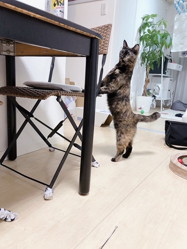 f:id:choco116choco:20210913075311j:plain