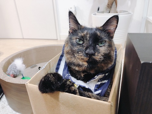 f:id:choco116choco:20210920070218j:plain