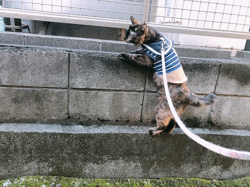 f:id:choco116choco:20210920071414j:plain