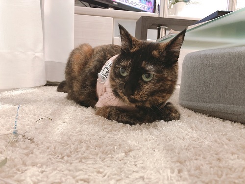 f:id:choco116choco:20210924071900j:plain