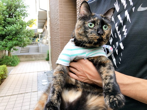 f:id:choco116choco:20211004073051j:plain