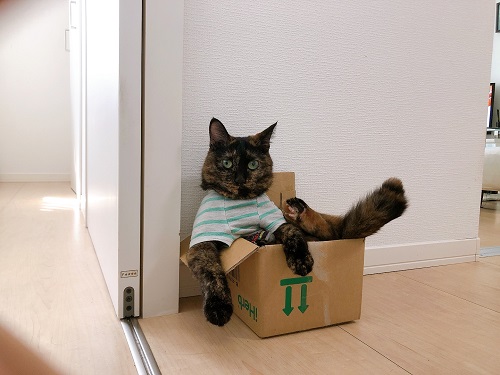 f:id:choco116choco:20211004073726j:plain