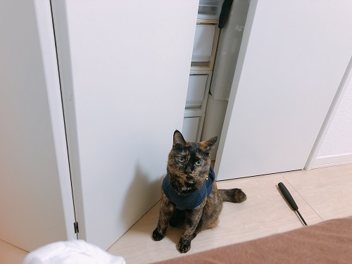 f:id:choco116choco:20211022073535j:plain