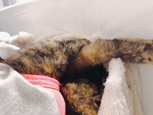 f:id:choco116choco:20211027072200j:plain