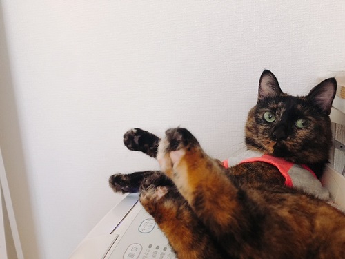f:id:choco116choco:20211027072514j:plain