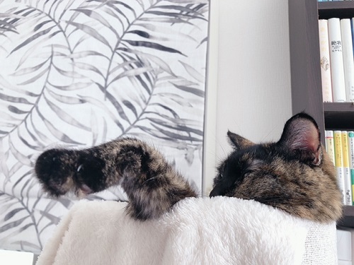 f:id:choco116choco:20211103081220j:plain