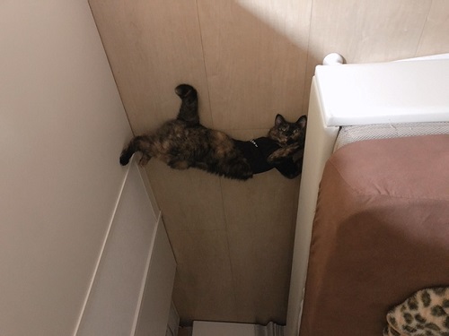 f:id:choco116choco:20211105073731j:plain