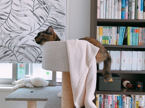 f:id:choco116choco:20211108065815j:plain