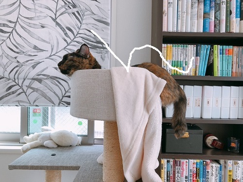 f:id:choco116choco:20211108065952j:plain