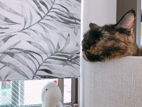 f:id:choco116choco:20211108070028j:plain