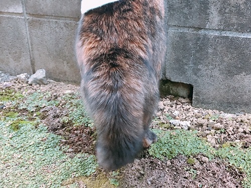 f:id:choco116choco:20211117071714j:plain