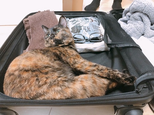 f:id:choco116choco:20211129070843j:plain