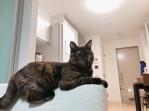 f:id:choco116choco:20211215071838j:plain