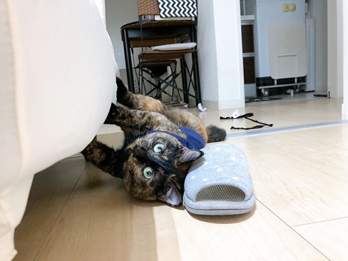 f:id:choco116choco:20211215072554j:plain