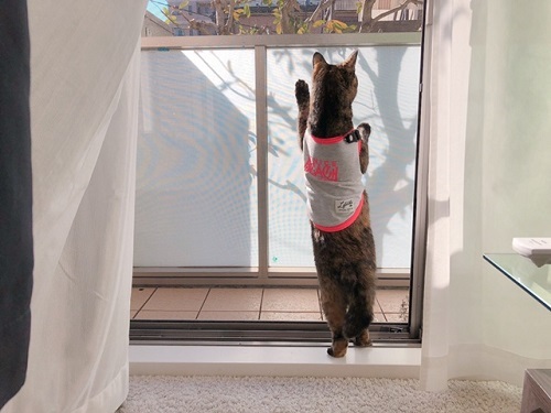 f:id:choco116choco:20211215082039j:plain