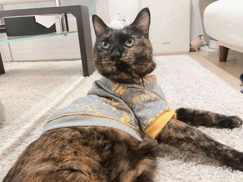 f:id:choco116choco:20211215082527j:plain