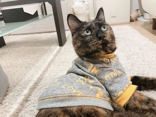 f:id:choco116choco:20211215082625j:plain