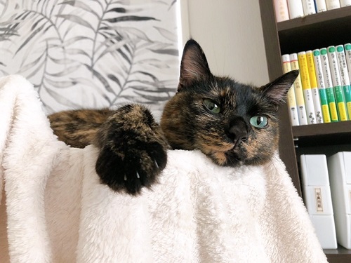 f:id:choco116choco:20211215082902j:plain