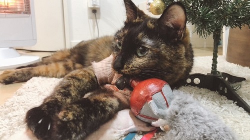 f:id:choco116choco:20211220121208j:plain