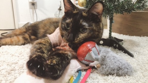 f:id:choco116choco:20211220121248j:plain