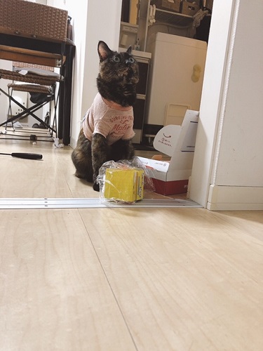 f:id:choco116choco:20211222072142j:plain