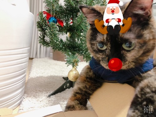 f:id:choco116choco:20211224073606j:plain