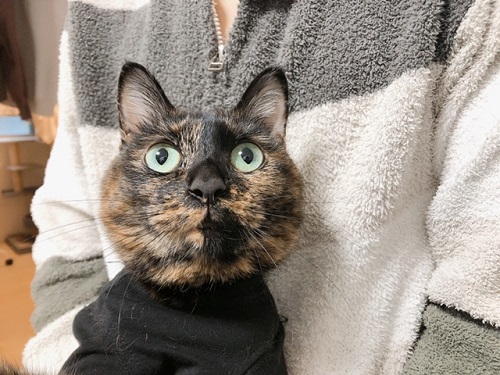 f:id:choco116choco:20211231075824j:plain